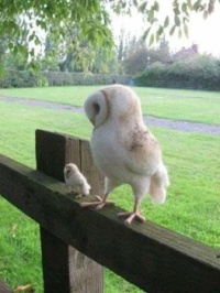 Owl and Baby Owl,  1-24-2025