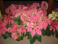 Holiday Poinsettias
