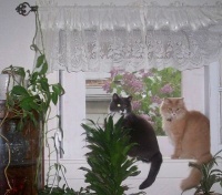 Ro's Kitties in their window