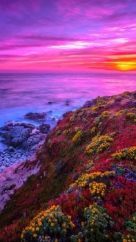 Pink sunset over coastal wildflowers