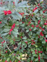 Deciduous holly
