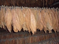 Sušení tabákových listů...  Drying tobacco leaves ...