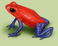 strawberry poison dart frog