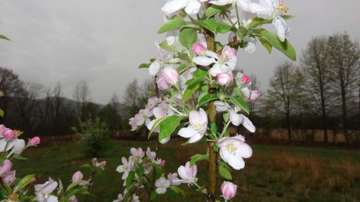 Cortland Apple Blossoms 1