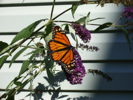 Monarch on Butterfly bush