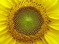 The sunflower shows the the Fibonacci Series perfectly