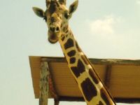 Happy giraffe