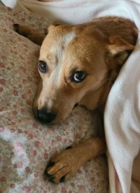 Peaches helps Mom while home sick..