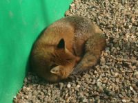 Sleepy fox!