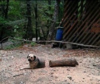 A Dog & A Log