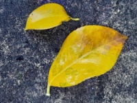 Yellow leaves (camellia)