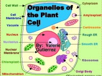 Organelles of the Plant Cell