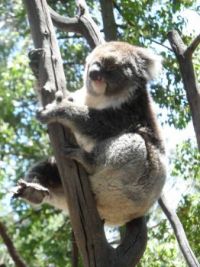 Gorge Wildlife Park Koala