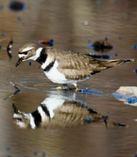 A Sea bird on Long Island,  NY,  USA