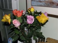 Roses, from "Chewy", when our "Little Kitty" passed.