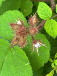 I don’t know what it is but I like it!