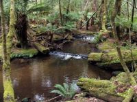 Russell Falls - a lovely ferny walk to them - Tasmania 2015