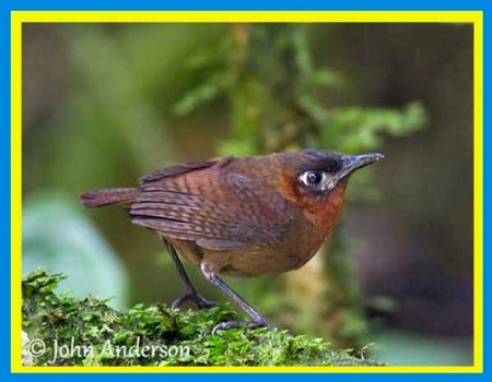 Solve song wren jigsaw puzzle online with 63 pieces