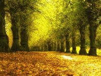 _autumn_trees_