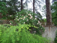 Rosa 'Compassion'