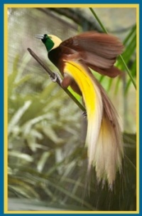 lesser bird-of-paradise