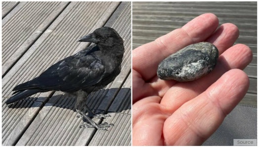 Solve Someone Shared A Bit Of Pastry With A Crow Down By Lake Union ...