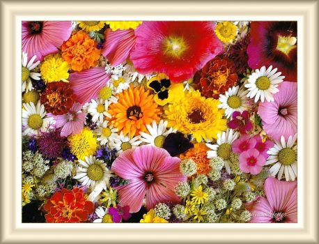 Láminas de flores 3 - Flores alegres