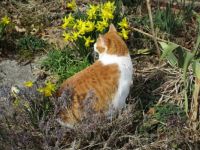 Kitty Kat in the daffodils
