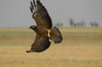 Hawk
