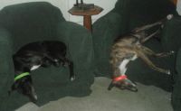 lounging hounds