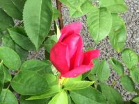 Bouton de rose