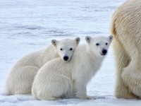 1  ~  'Polar Kids'