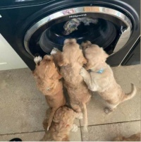 Proud moment Kerry's fur babies love washing too!