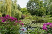 Monet's lily pond