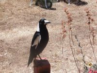 Magpie waiting for lunch. Note the brown grass. October 2013