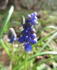 Blue Grape Hyacinths buds