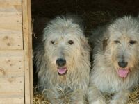 angel & gladys 003