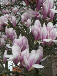 Magnolia / tuliptree