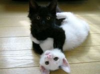 Do opposites attract?