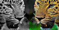 Mirrored Cheetah
