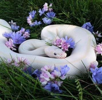 Some snakes are really beautiful, right?