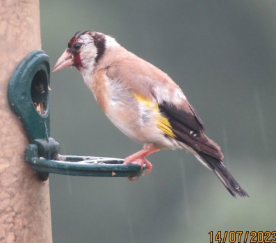A very wet and grumpy Goldfinch