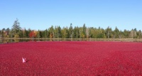 CRANBERRY BOG
