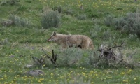 Can you spot the other Yellowstone critter in this photo?