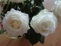 2 witte rozen