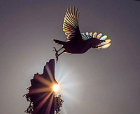 CONTINUING BACK GARDEN'S WILDLIFE BEAUTY CAPTURED OVER DECADES - 1 OF 4