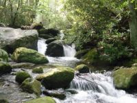 Smoky mountain trout stream