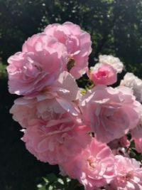 Pink roses. My sisters garden Photo 2