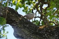 Goose in a tree 