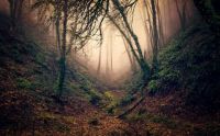 Forest-trees-branches-ravine-fog